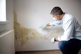 Why You Should Choose Our Mold Remediation Services in Marquette Heights, IL